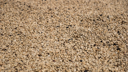 Dried raw green coffee bean