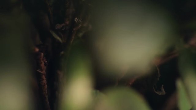 Azalea leaf close-up in the dark. HD video.