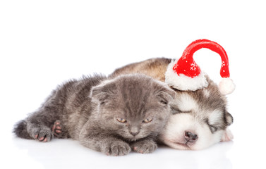 sleeping puppy in red christmas hat and tiny. isolated on white background