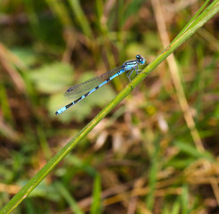 Magnifique libellule bleue  cyan sur sa brindille verte 