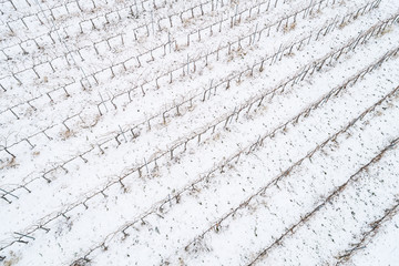 aerial photo of Vineyard