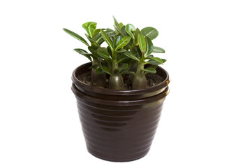 Seedling of adenium in brown pot isolated on white background.