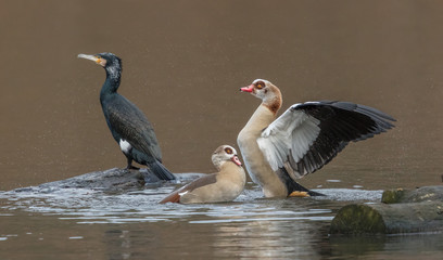 vogelschar