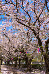Obraz premium Cherry blossoms blooming park / Mitaki Park in Funabashi City, Chiba Prefecture, Japan