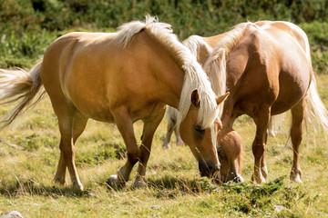 Naklejka na ściany i meble Wild horses - National Park of Adamello Brenta