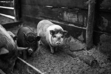 Small Vietnamese pigs on the farm