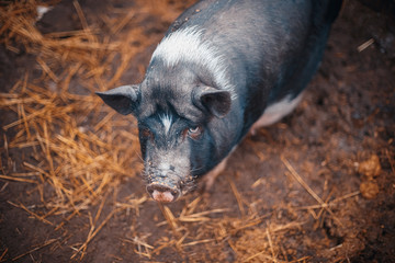 Black Vietnamese pigs on the farm