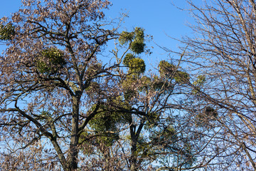 Parasitic European mistletoe or common mistletoe Viscum on the tree.