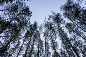 Tops of pine trees in the forest