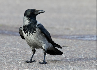 Hooded Crow (Corvus cornix), standing, Mainland, Shetland, Scotland, UK.