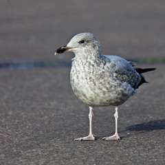 Herring Gull (Larus argentatus), immature, (second calendar year, 2cy) standing, Mainland, Shetland, Scotland, UK.
