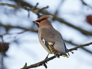 Bohemian waxwing (Bombycilla garrulus)