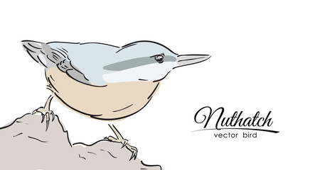 Hand drawn isolated color Nuthatch on white background. Line design. Sketch