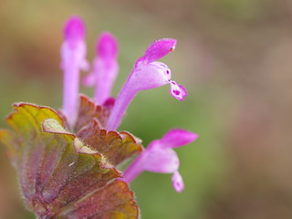 ホトケノザの花