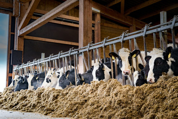 Moderner Rindviehstall - Rinder fressen Silage © Countrypixel