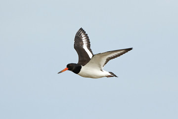 Eurasian oystercatcher (Haematopus ostralegus)