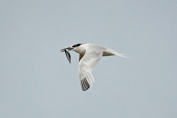 Sandwich tern (Thalasseus sandvicensis)