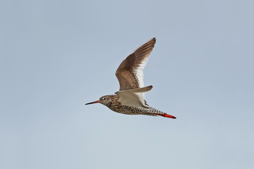 Common redshank (Tringa totanus)