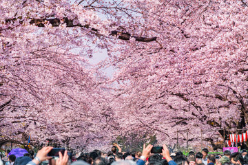上野恩賜公園の桜並木