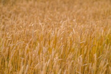 Wheat