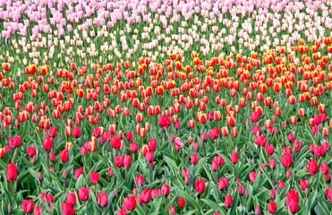 Colorful tulips in the garden