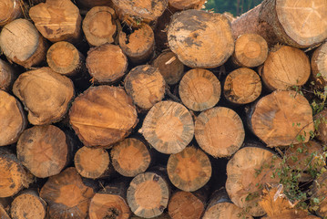 Pile wood timber construction material for background and texture