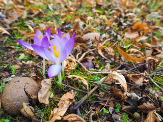 Closeup of three bright purple crocus flowers with yellow pistil against a foliage background