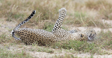 Female leopard slaps male while mating on grass in nature