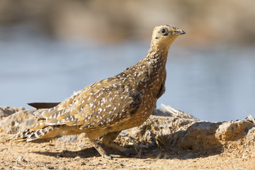Burchell's Sandgrouse female drinks water from a waterhole in Kalahari desert
