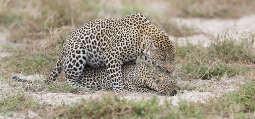 Male leopard biting a female while mating on short grass in nature © Alta Oosthuizen