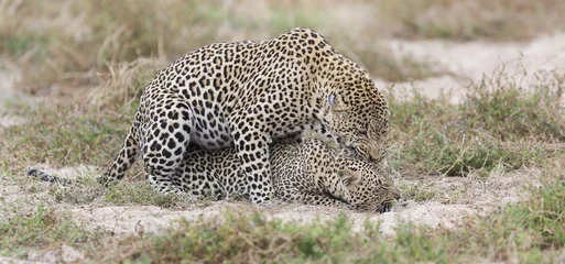 Foto auf Acrylglas Männlicher Leopard beißt ein Weibchen bei der Paarung auf kurzem Gras in der Natur © Alta Oosthuizen