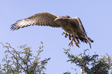 emale Pale Chanting Goshawk sitting in a tree against blue Kalahari sky