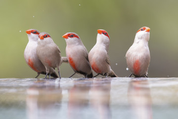 Swarm of small and beautiful Common Waxbill drinking water at pond
