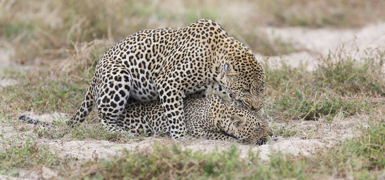 Male leopard biting a female while mating on short grass in nature