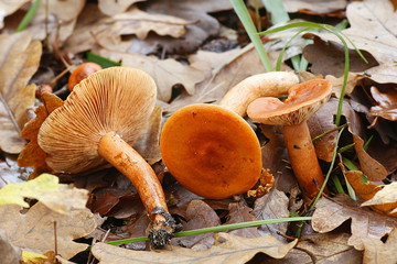 Orange milkcap, Lactarius aurantiacus