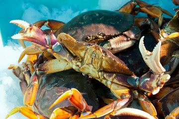 close up fresh Alaskan Crabs are preserved in ice