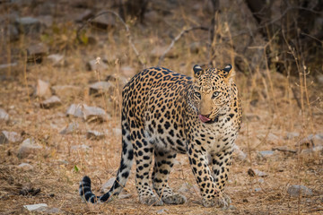 A dominate leopard of urban area