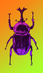 stag beetle insect vintage engraving hand drawn illustration