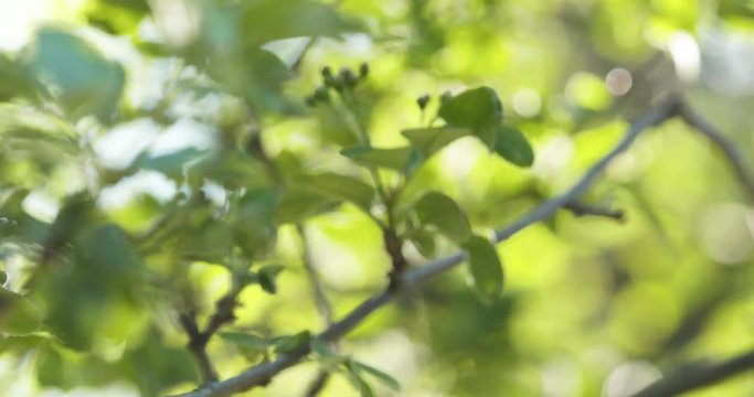 Slow motion focus pull of spring apple leaves in the morning