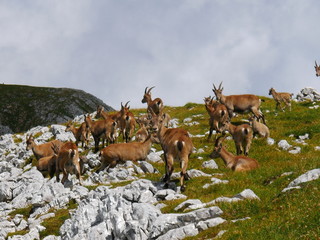 Steinbock