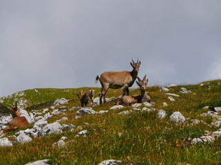 Steinbock