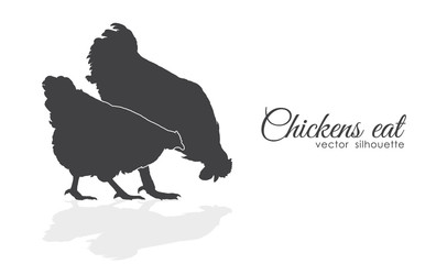 Isolated silhouette of Chickens peck feed on white background.