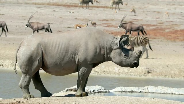 A black (hooked-lipped) rhinoceros (Diceros bicornis) at a waterhole, Etosha National Park, Namibia