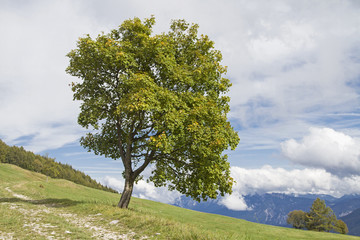 Fototapeta na wymiar Landschaft auf dem Monte Bondone