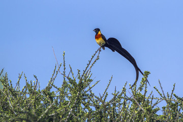 Obraz premium Eastern Paradise-Whydah in Mapunbugwe National park, South Africa