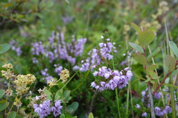 アイスランドの野草(紫色の花)