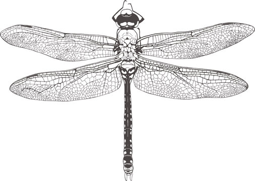 Dragonfly Graphic Realistic Line Ink Drawing