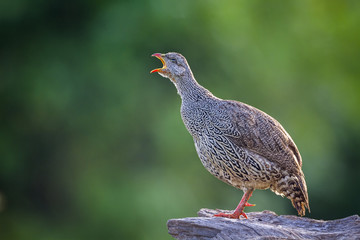 Natal francolin in Mapunbugwe National park, South Africa