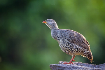 Natal francolin in Mapunbugwe National park, South Africa