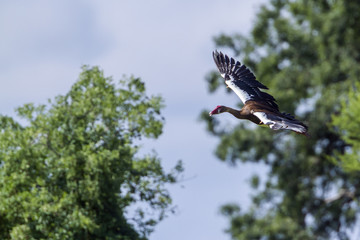 Spur-winged Goose in Mapunbugwe National park, South Africa